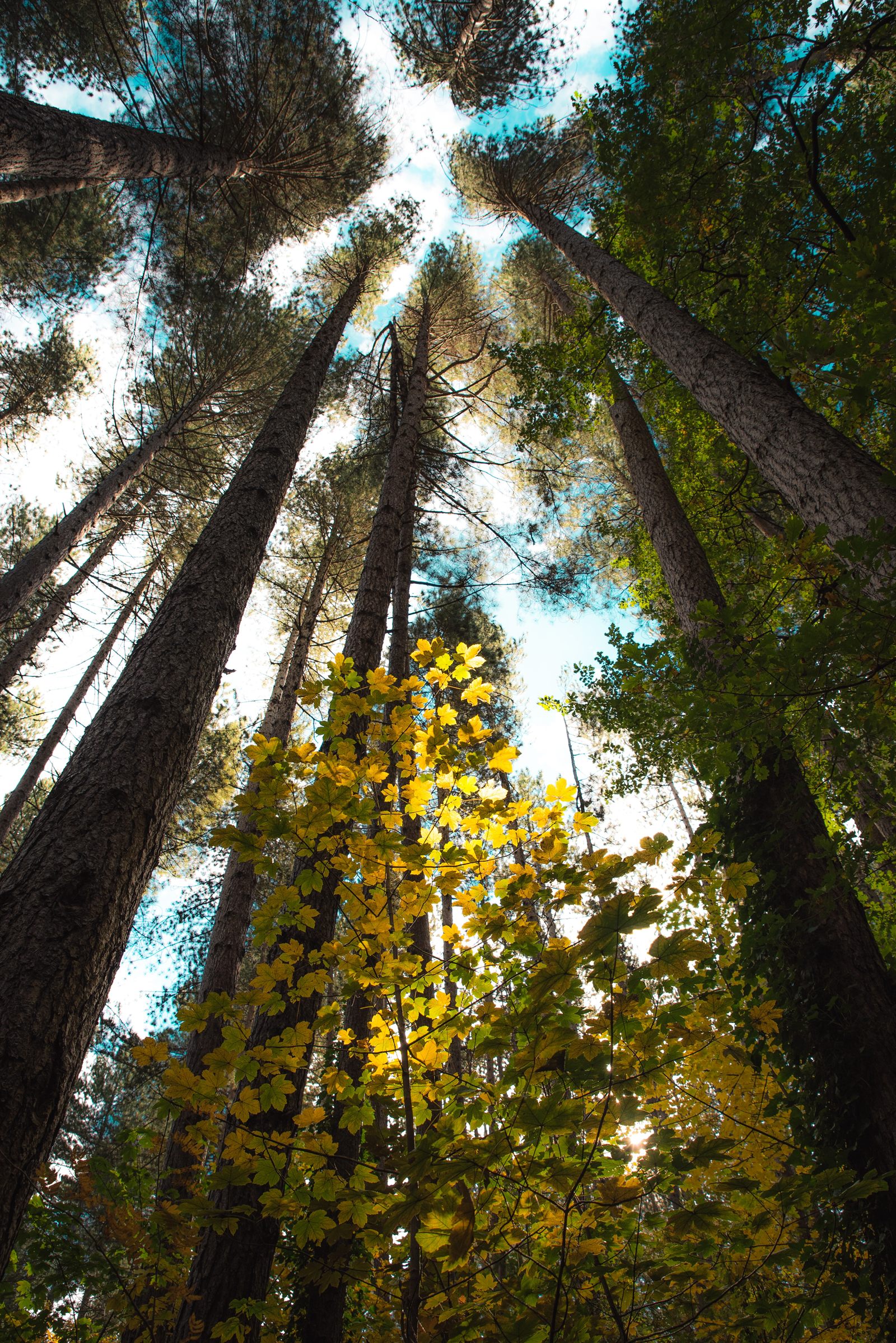Sunlight through redwood trees.